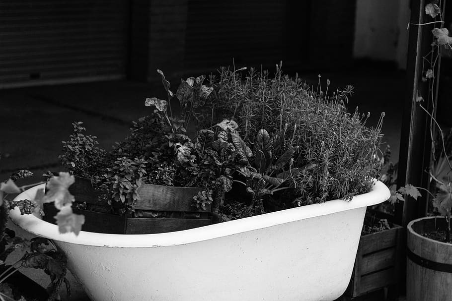 plant, decoration, ideas, leaf, bath, potted plant, growth HD wallpaper