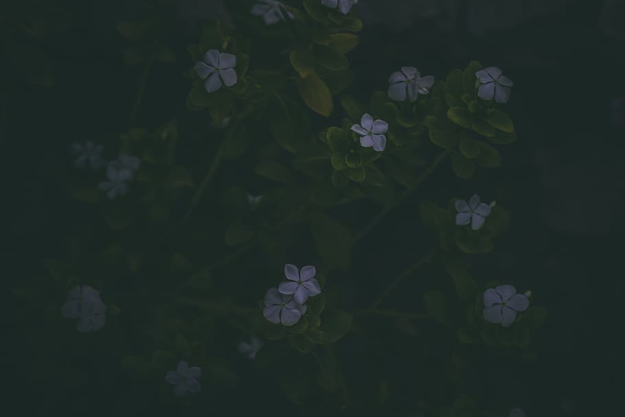 Small Purple Flowers With Green Stems, art, artistic, background HD wallpaper