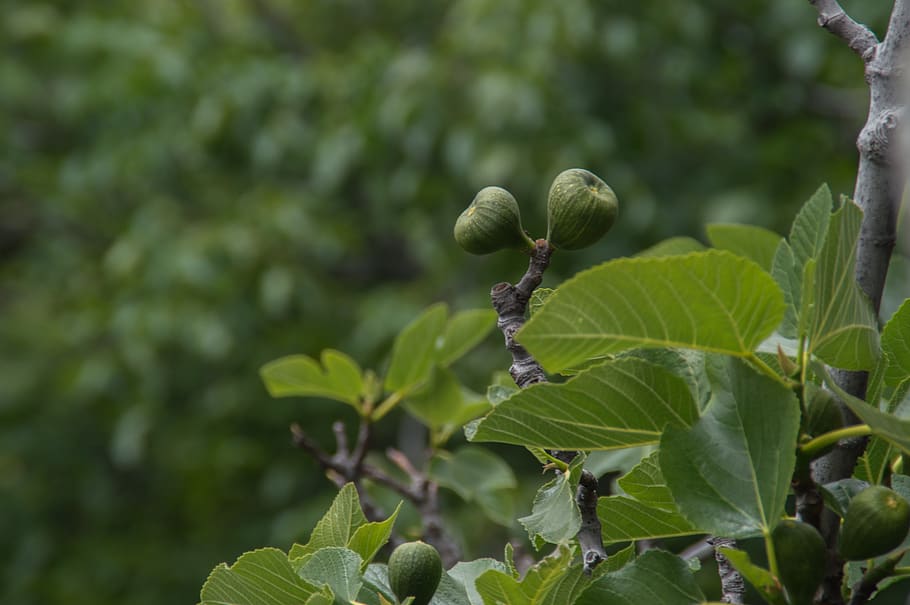 italy, genoa, figs, fig tree, fruit, growth, leaf, plant, plant part HD wallpaper