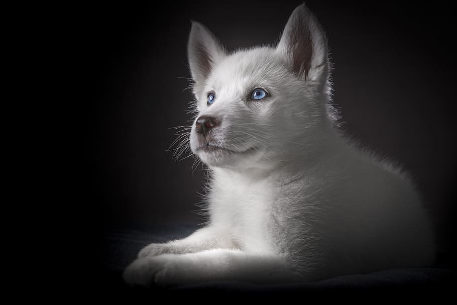 puppy, puppies, husky, white husky, baby husky, blue eyes, dog, HD wallpaper