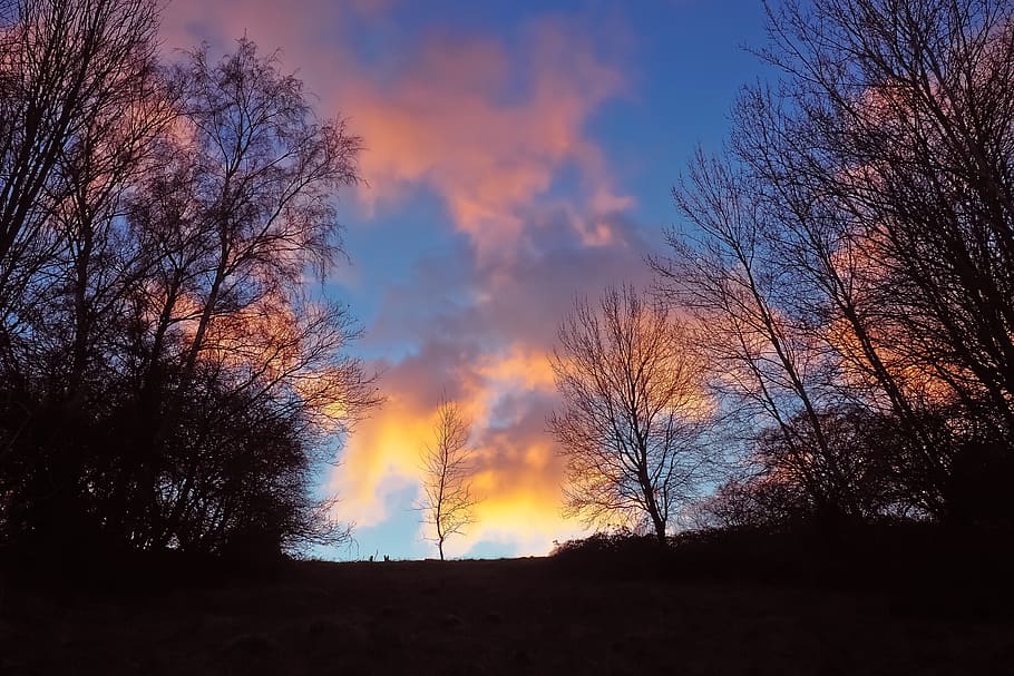 dusk, forest, nature, landscape, sunset, sky, trees, scenic, HD wallpaper