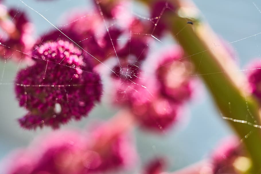 plant, flower, pink, web, nature, spring, garden, summer, macro HD wallpaper