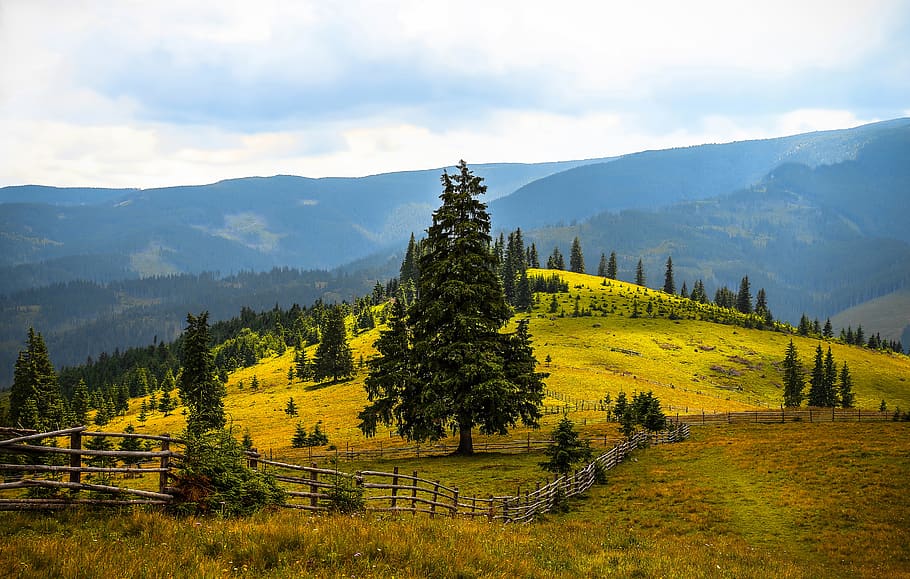 Pine Trees Field Near Mountains during Daytime, fence, grass HD wallpaper
