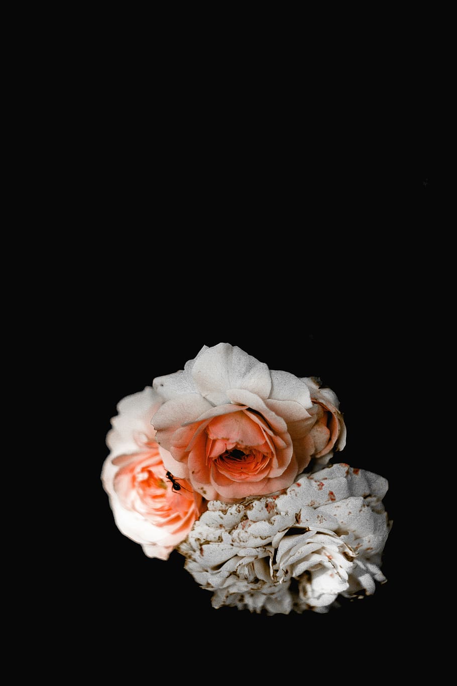 white and pink flower, minimal, rose, leaf, petal, studio, decay HD wallpaper