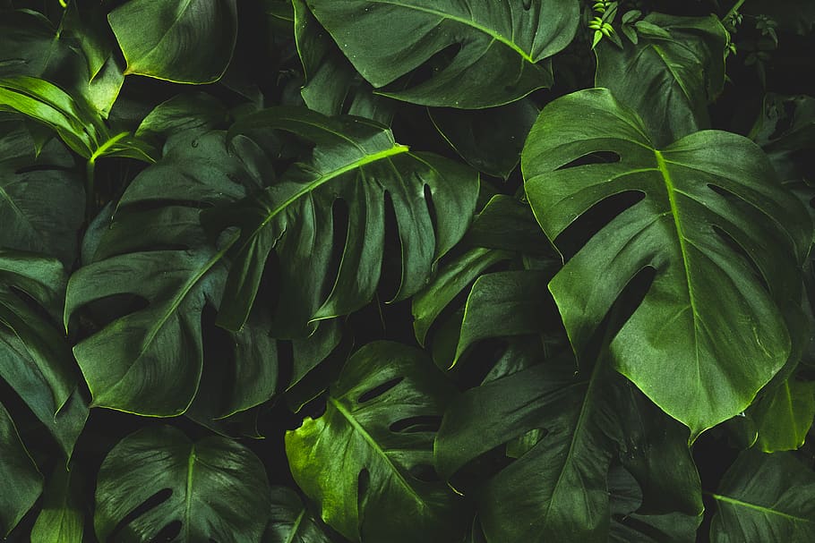 green-leafed plant, plant part, green color, growth, full frame HD wallpaper