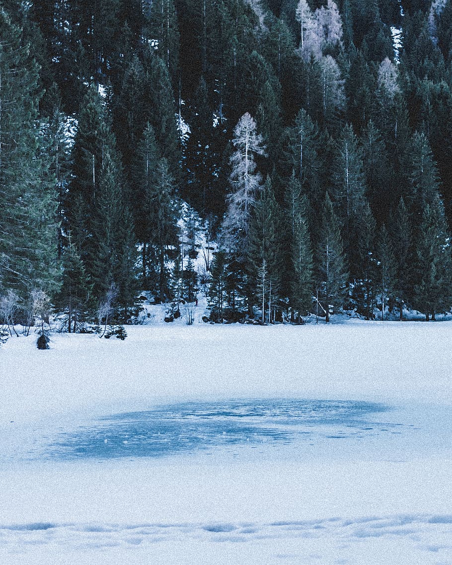 snow covered trees during daytime, cold temperature, winter, plant HD wallpaper