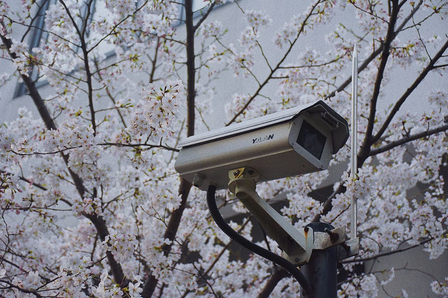 white security camera near tree, plant, flower, branch, blossom HD wallpaper