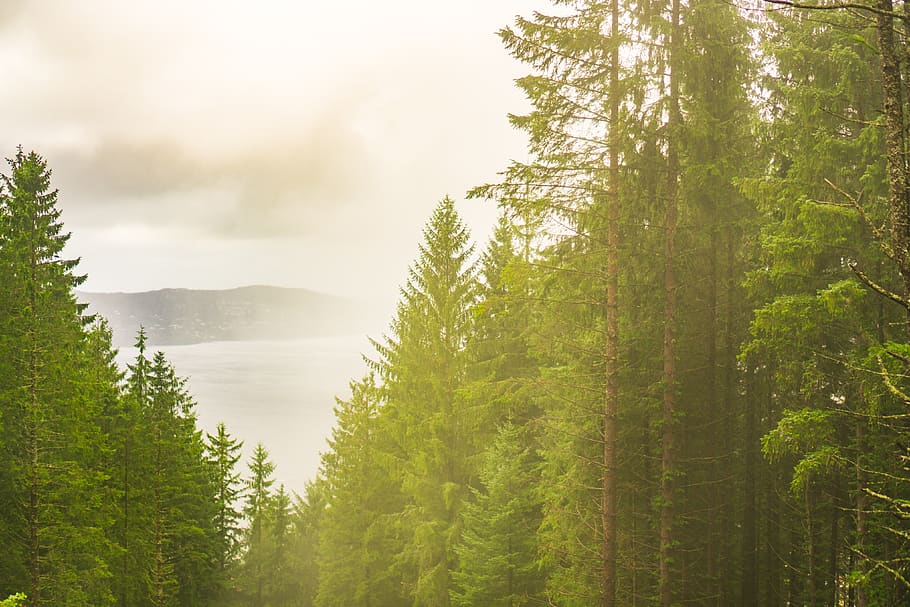 conifer, plant, tree, flora, bergen, norway, forest, vegetation HD wallpaper