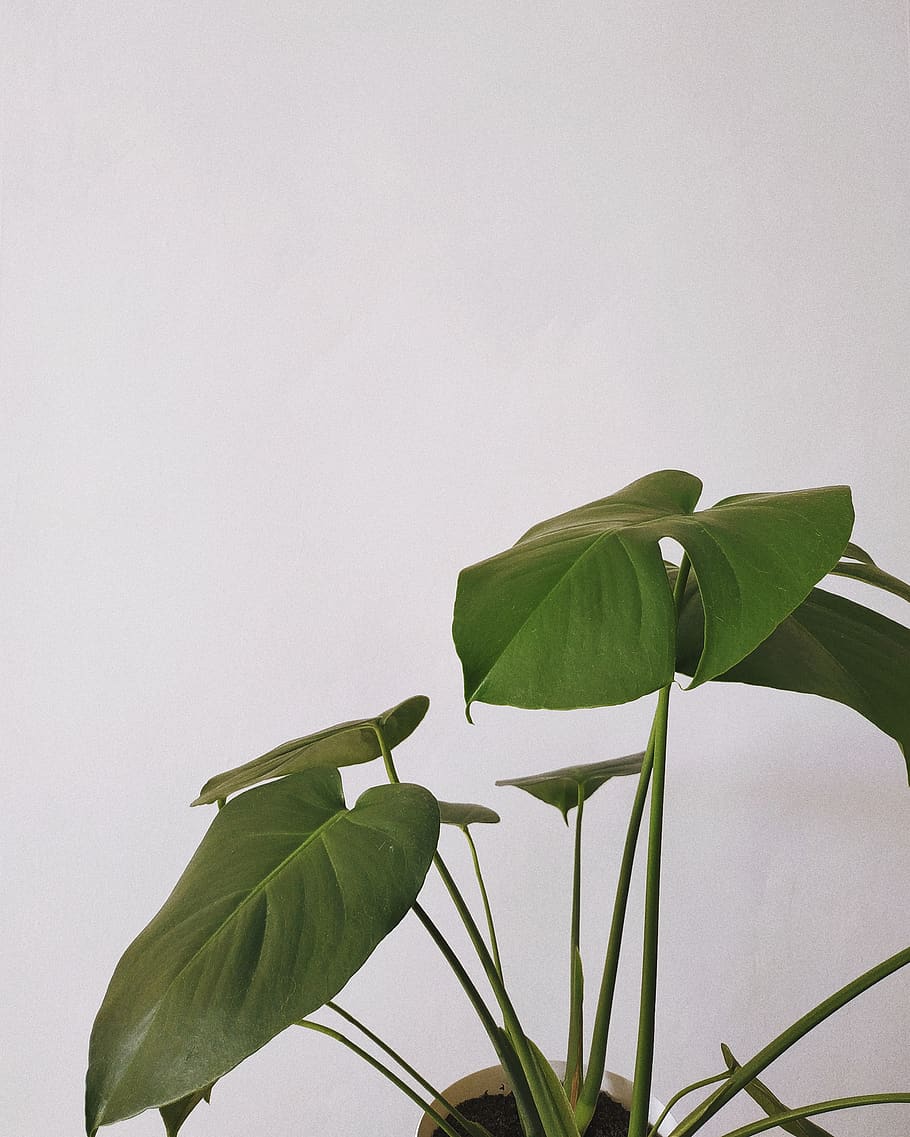 green-leafed plant, plant part, studio shot, beauty in nature HD wallpaper