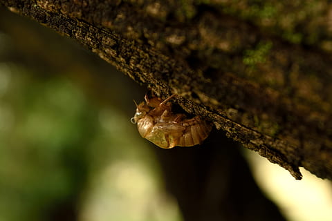 australia, bony mountain, cicada, tree, bark, shell, animal themes HD wallpaper