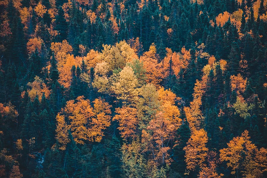 yellow and green leafed trees, autumn, closeup, zoom, colour HD wallpaper