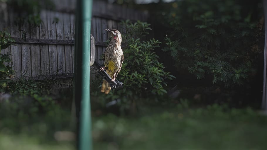 bird, backyard, animals in the wild, vertebrate, animal wildlife HD wallpaper