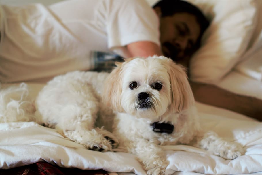 dog, white, sleeping, bed, black, nose, eyes, cute, doge, doggo HD wallpaper