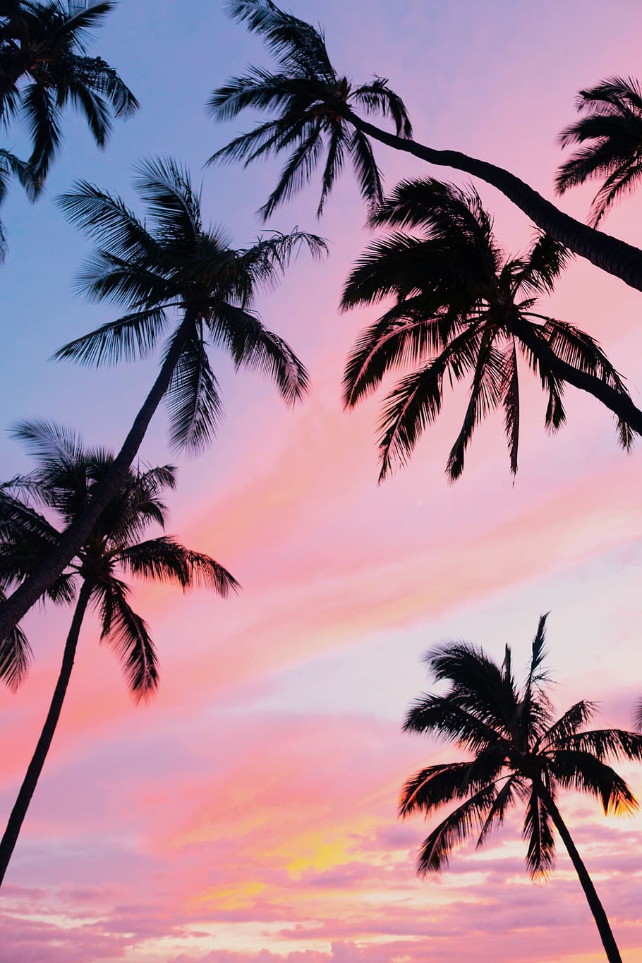 sky, pink, sunset, hawaii, tropical, palm tree, tropical climate