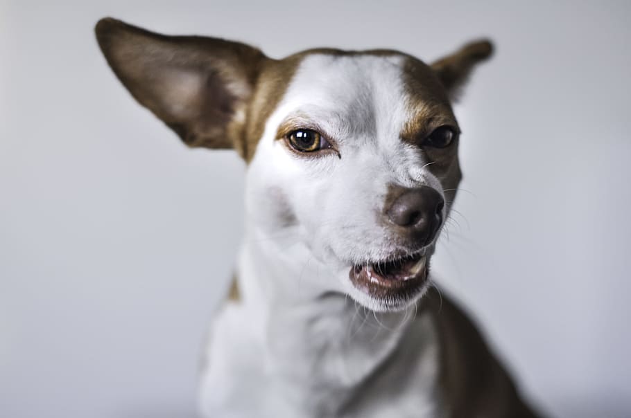 white and brown short coat small dog, portrait, cute, smiling HD wallpaper