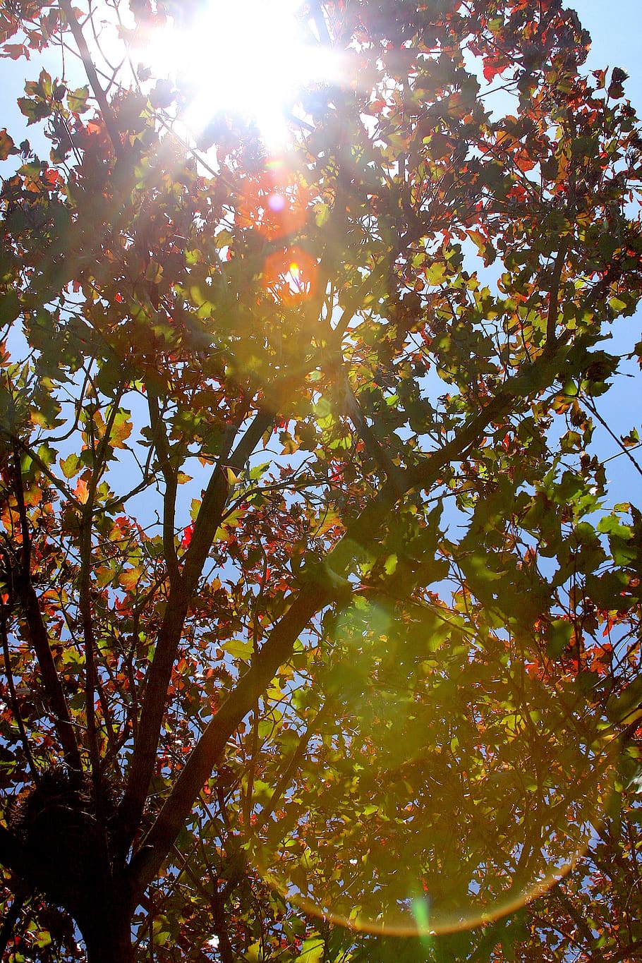 tree, glare, sun, plant, low angle view, growth, beauty in nature HD wallpaper