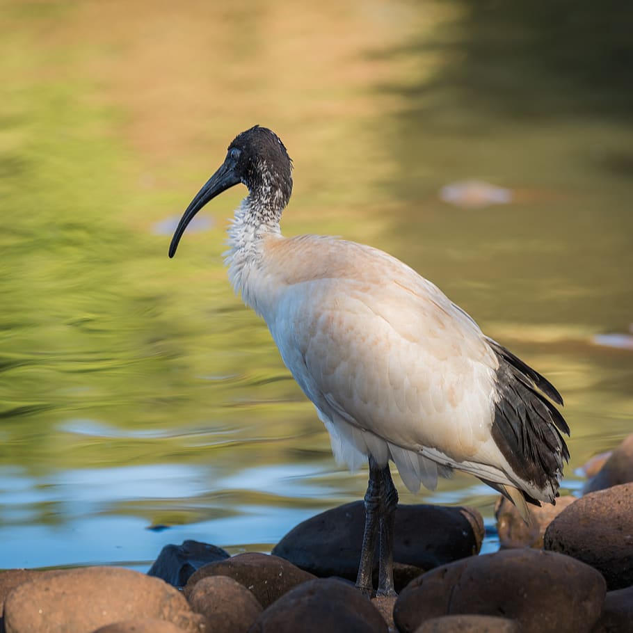 bird, feathers, lake, beak, water, bokeh, day, rocks, vertebrate HD wallpaper
