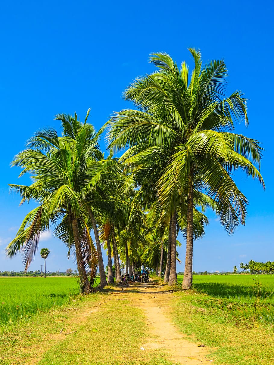 lined, tree, palm, path, fields, way, plant, palm tree, tropical climate HD wallpaper
