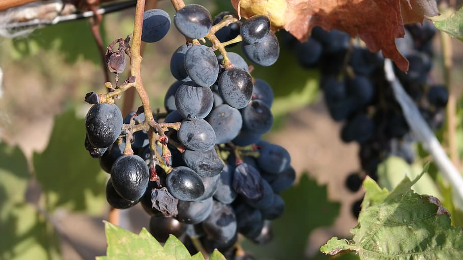 grapes, loza, fruit, wine, vineyard, harvest, nature, ripe HD wallpaper