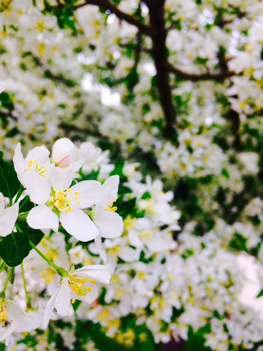 flowers, flowering plant, fragility, freshness, vulnerability HD wallpaper