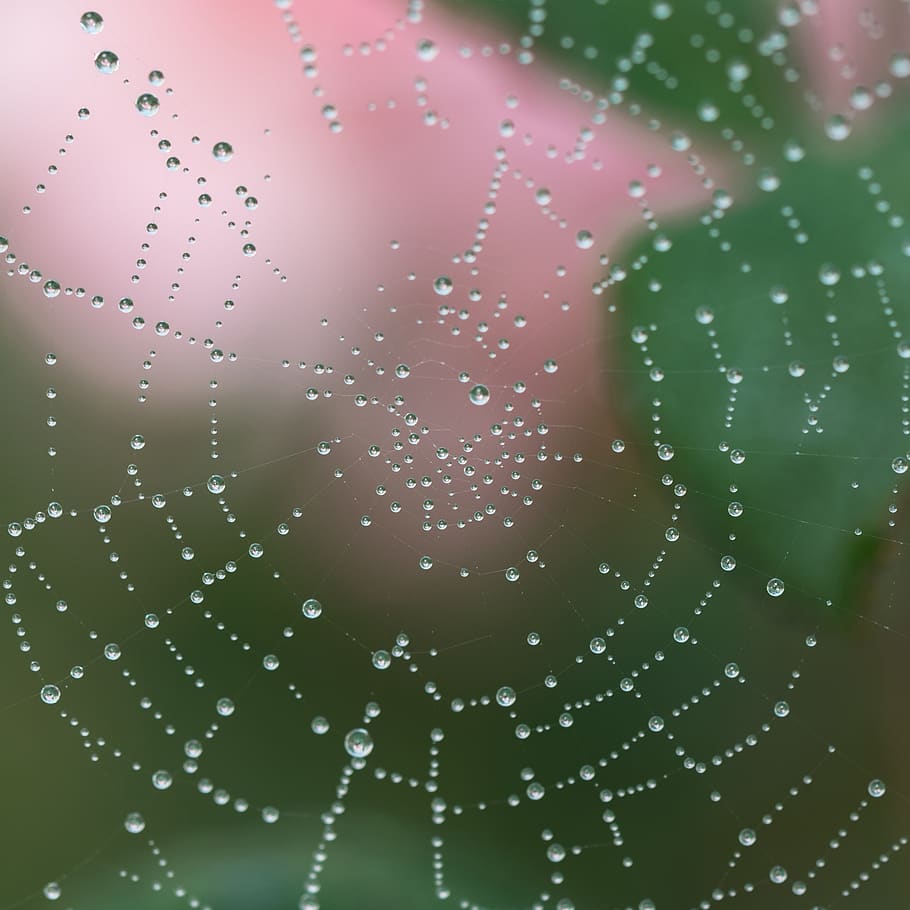 Macro Photography of Spider Web With Water Drops, blur, close-up HD wallpaper