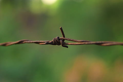 wire, barbed wire, rust, animal, finch, bird, leaf, plant, sphere HD wallpaper