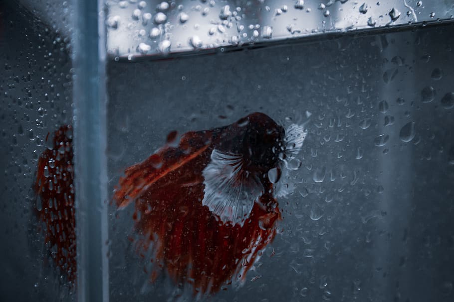 water, wet, glass - material, drop, nature, transparent, rain HD wallpaper