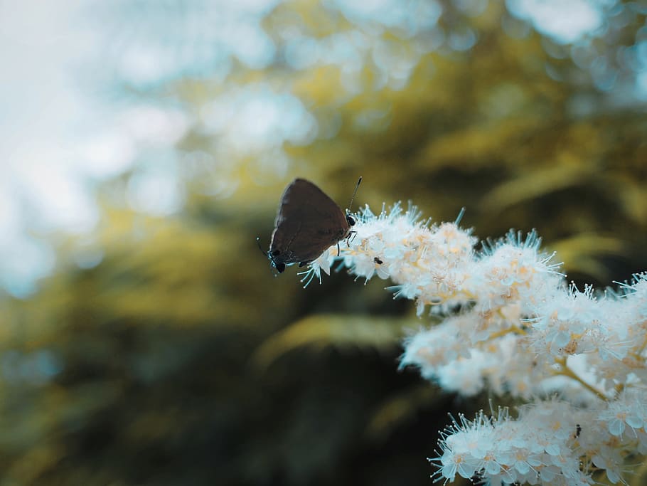 flower, fly, animal wildlife, animals in the wild, animal themes HD wallpaper