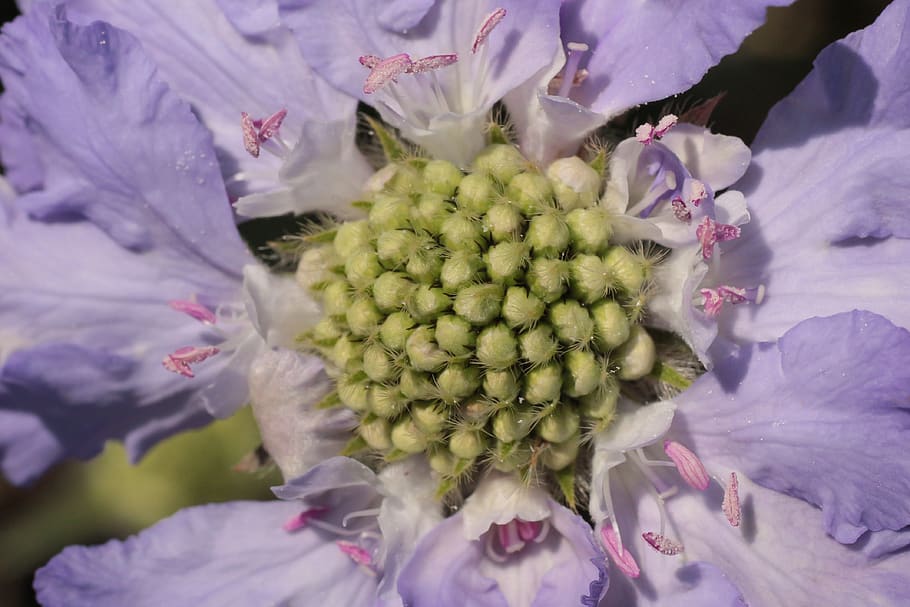 blossom, bloom, macro, close up, plant, flora, flowers, seeds HD wallpaper