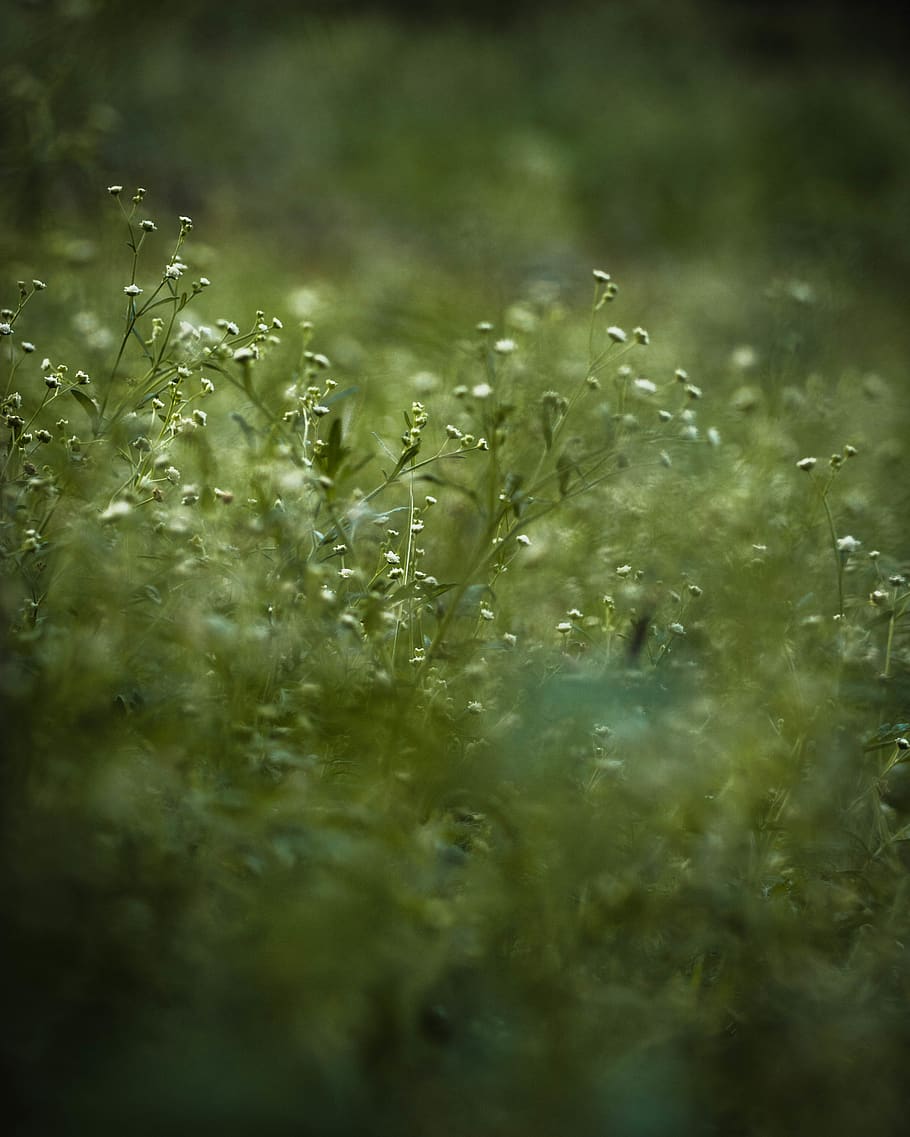 bokeh, grass, aesthetic, selective focus, plant, growth, nature HD wallpaper