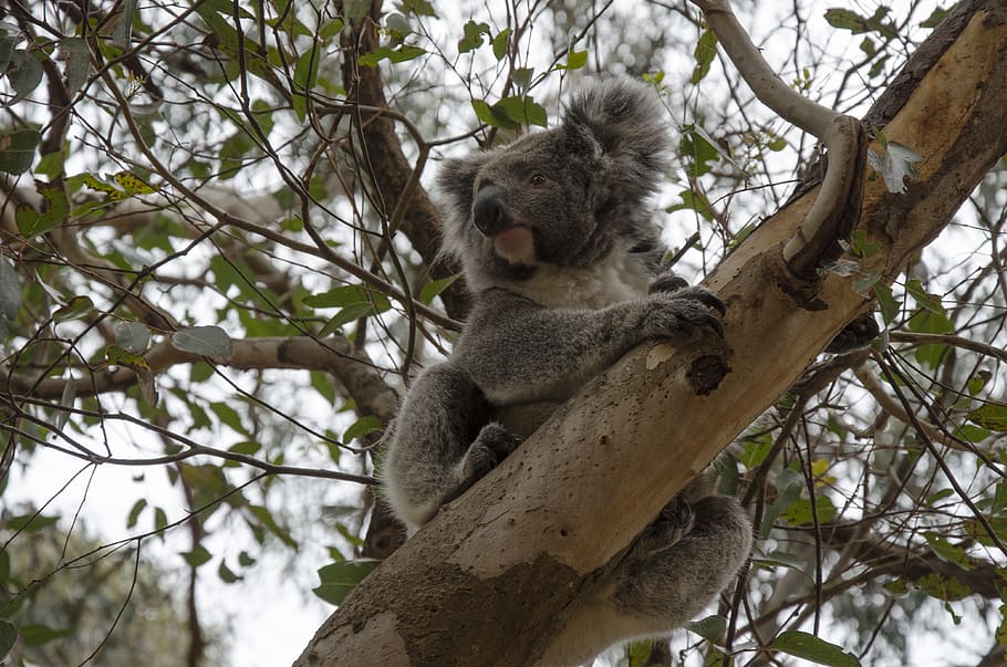 australia, tree, animals in the wild, animal wildlife, branch HD wallpaper