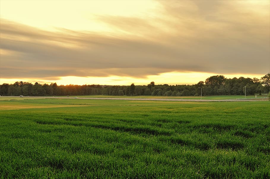 sweden, trees, summer, evening, sunset, green, grass, field HD wallpaper