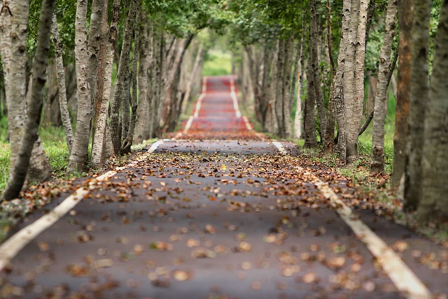 Empty Road Between Trees, blur, branches, foliage, grass, HD wallpaper, HD wallpaper
