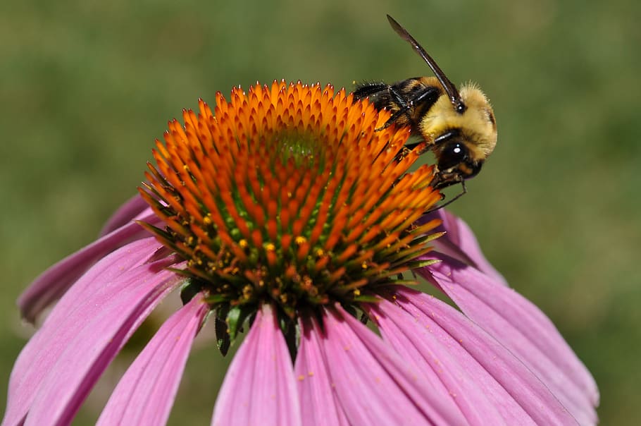 pollen, bee, allergies, coneflower, summer, pollinator, busy HD wallpaper