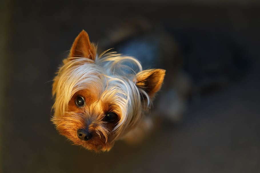brown long haired dog, one animal, mammal, domestic, pets, canine HD wallpaper