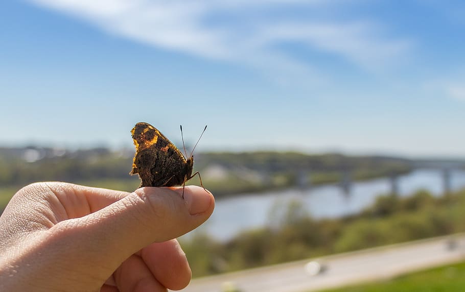 butterfly, sky, insect, clouds, blue, landscape, wing, beautiful HD wallpaper
