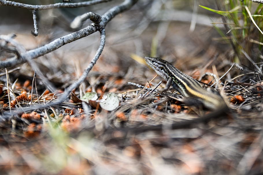 brown lizard on brown dried leaves, animal, reptile, outdoors