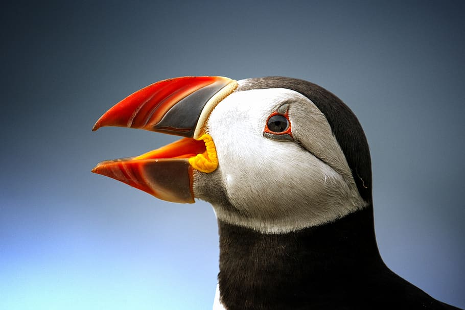 Black Atlantic Puffin, animal, close-up, color, cute, eye, feather, HD wallpaper