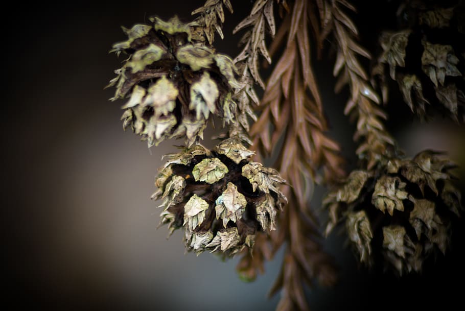 pine cone, spike, closeup, dry, evergreen, brown, macro, plant HD wallpaper