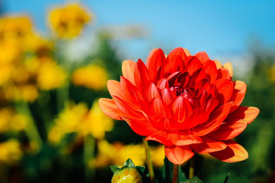 united states, ogunquit, marginal way, plant, flower, color HD wallpaper