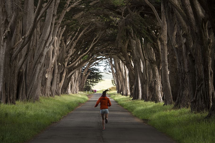 united states, inverness, cypress tree tunnel, trees, adventure