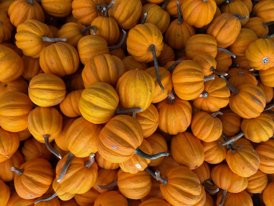 pumpkins, fall, autumn, harvest, orange, food and drink, large group of objects HD wallpaper