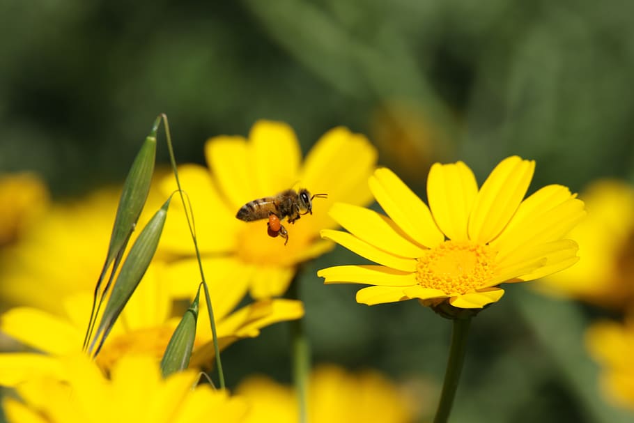 bee, flower, field, nature, yellow, outdoors, insect, flowering plant HD wallpaper