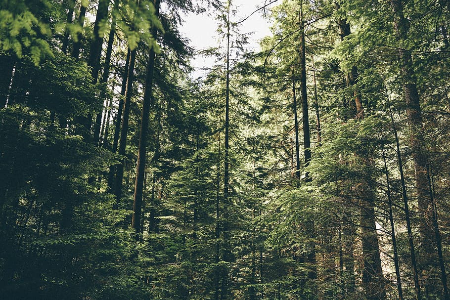 trees, forest, canada, vancouver, pine, spruce, green, explore HD wallpaper