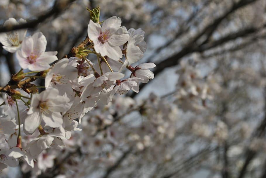 cherry blossom, pink, sky, spring, nature, wood, flowering HD wallpaper