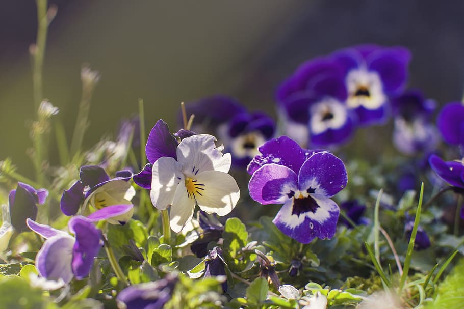 flowers, violets, garden, nature, colorful, flowering, plants, HD wallpaper