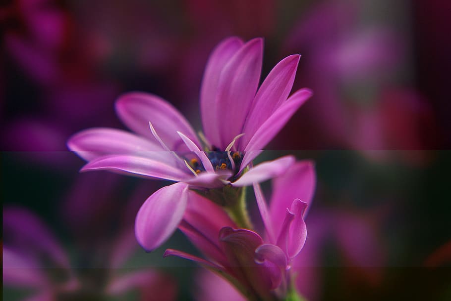 close, closeup, fresh, flower, nature, fragrance, garden, blooming HD wallpaper