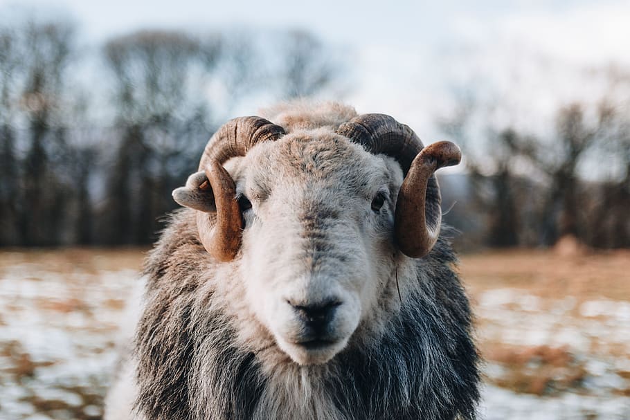 gray sheep during daytime, animal themes, mammal, one animal HD wallpaper