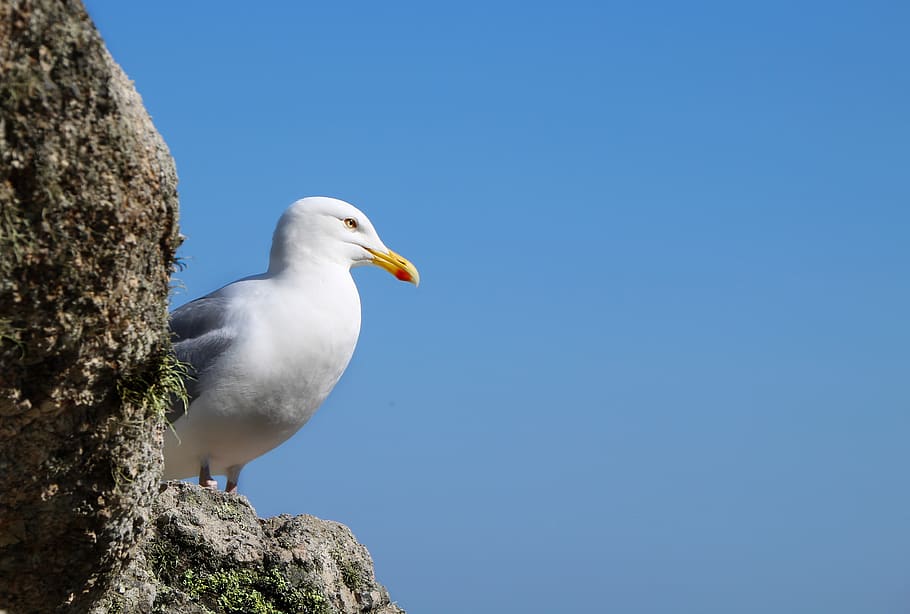 seagull, bird, sky, wait, stare, outlook, animal, bill, seevogel HD wallpaper