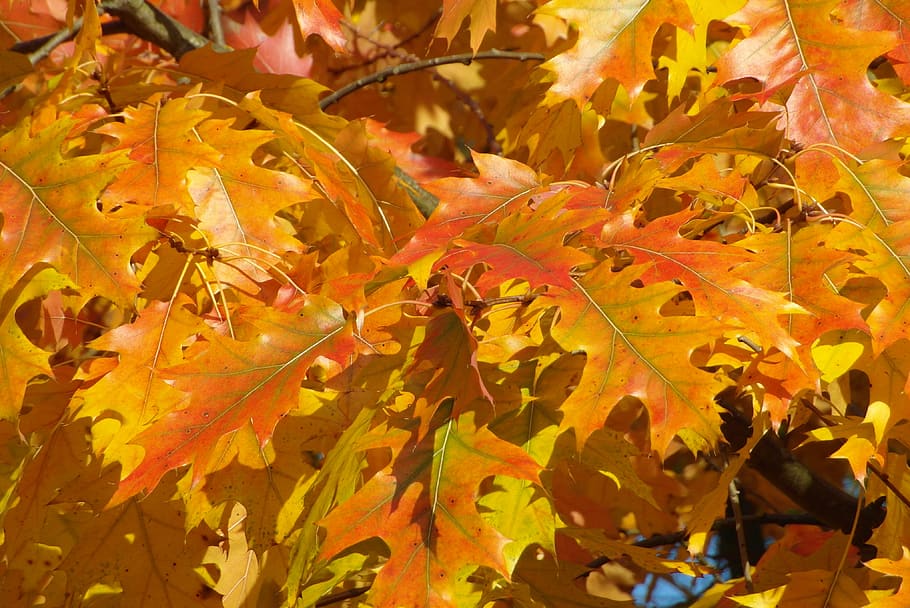foliage, colorful, clear, tree, gold, autumn, plant part, leaf HD wallpaper